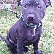 Oreo a rejoint le concours — aidez-le/la à gagner de superbes lots ! alaunt, american_pit_bull_terrier, american_staffordshire_terrier, bandog, bull_and_terrier, canidae, canis_panther, carnivore, dog, dog_breed, mammal, non_sporting_group, old_english_terrier, rare_breed_dog, snout, sporting_group, staffordshire_bull_terrier, terrier, thai_ridgeback, vertebrate
