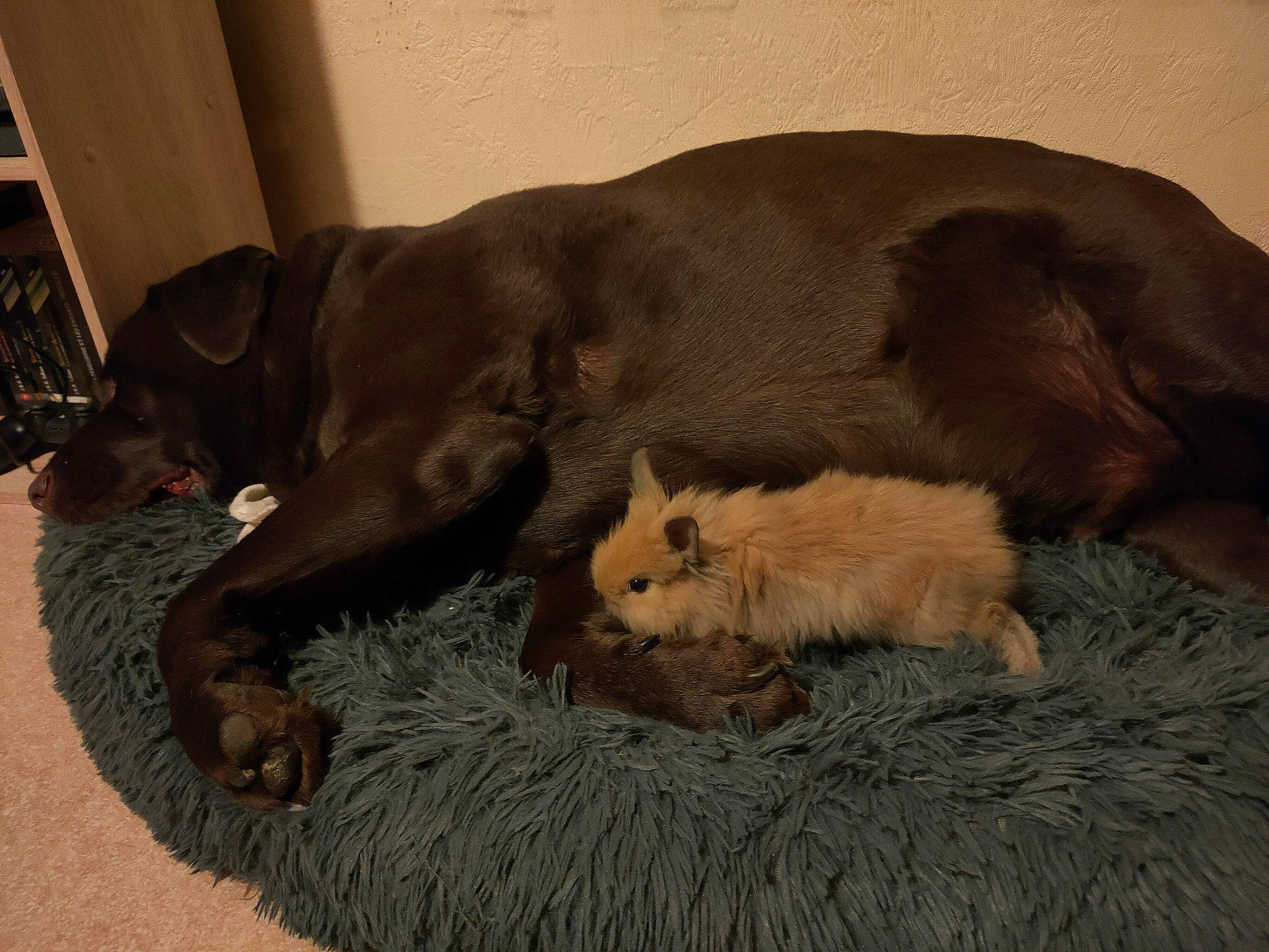 Loulou participe au concours pour gagner de l'argent avec cette photo : canidae, carnivore, comfort, companion_dog, dog, dog_breed, fawn, felidae, flooring, fur, liver, nap, puppy, small_to_medium_sized_cats, snout, sporting_group, studio_couch, tail, terrestrial_animal, whiskers