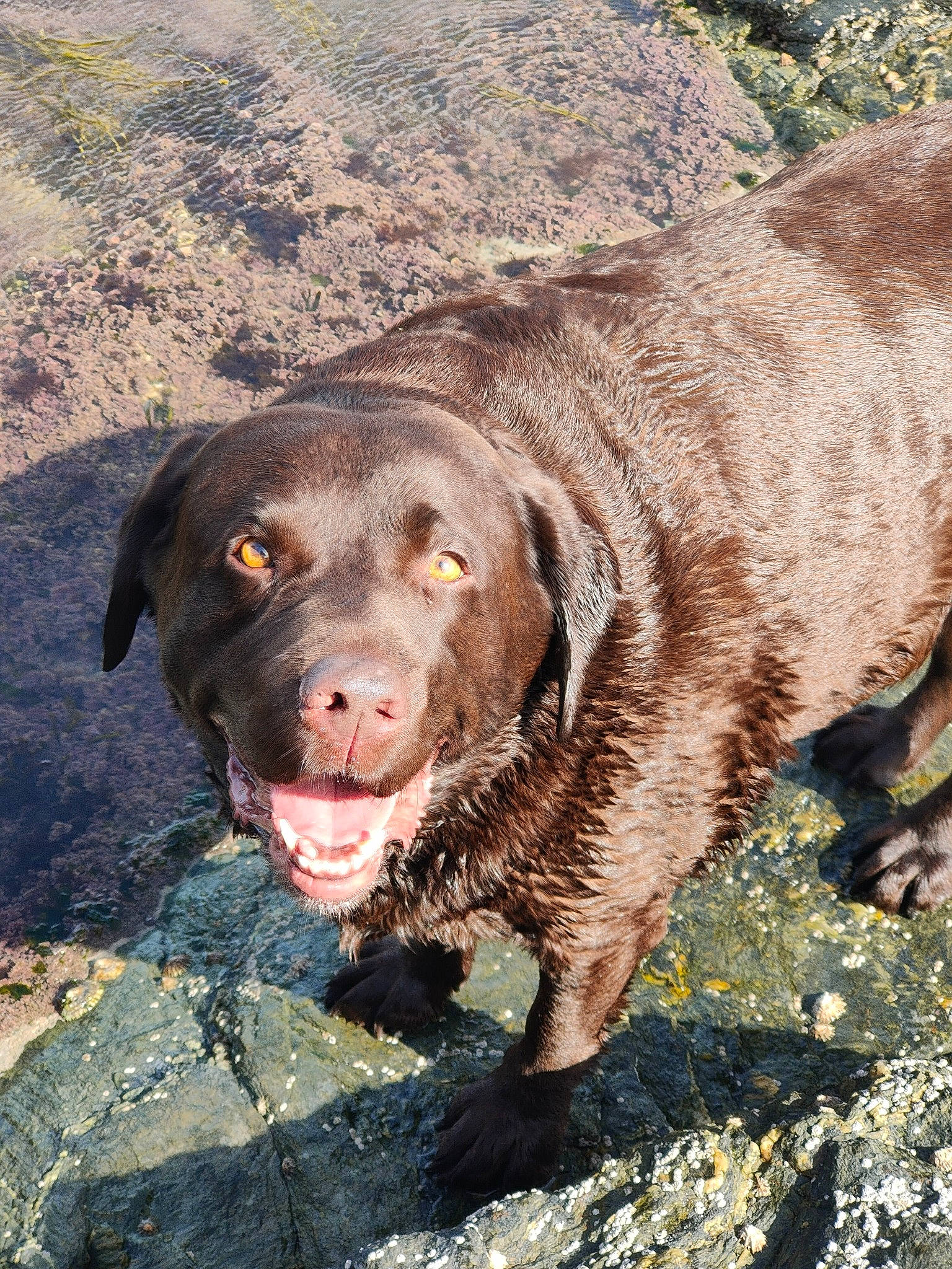 Loulou participe au concours pour gagner de l'argent avec cette photo : canidae, carnivore, dog, dog_breed, gun_dog, hunting_dog, liver, sporting_group, sun_bear, terrestrial_animal, working_animal