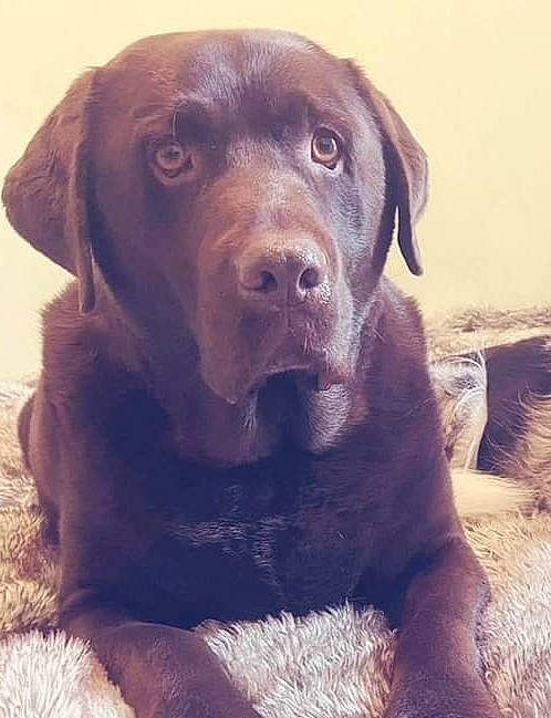 Loulou participe au concours pour gagner de l'argent avec cette photo : borador, canidae, carnivore, collar, companion_dog, dog, dog_breed, dog_collar, eye, fawn, fur, gun_dog, head, liver, retriever, snout, sporting_group, terrestrial_animal, whiskers, working_animal