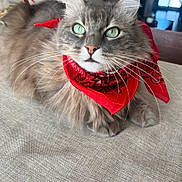 Sakura participe au concours pour gagner de l'argent avec cette photo : cat, fluffy, gray_fur, longhaired, green_eyes, red_bandana, pet, animal, couch, indoors, portrait, close_up, sitting, lying_down, whiskers, ears, tail, home, daylight, photography