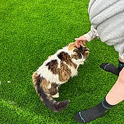 Stripes joined the competition — help win amazing prizes! artificial_turf, cat, close_up, cute, domestic_cat, fluffy_cat, fur, green_grass, hand, legs, long_fur, outdoor, paws, person, pet, petting, relaxed, socks, tail, white_brown_fur