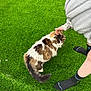 artificial_turf, cat, close_up, cute, domestic_cat, fluffy_cat, fur, green_grass, hand, legs, long_fur, outdoor, paws, person, pet, petting, relaxed, socks, tail, white_brown_fur