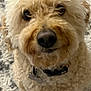 adorable, beige_fur, carpet, close_up, collar, companion, curly_fur, dog, dog_tag, eyes, fluffy, indoor, looking_up, nose, paw, pet, poodle, portrait, small_dog, whiskers
