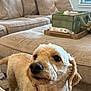 adorable, basket, beige, carpet, close_up, collar, couch, curly_fur, dog, eyes, furniture, indoor, living_room, nose, ottoman, pet, poodle_mix, portrait, sofa, tray