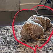 Pookie is registered to the contest to win money with this photo: baseboard, beige, carpet, chair_leg, cozy, curled_up, dog, floor, fur, home, indoor, patterned_rug, pet, red_marker, resting, rug, scribble, shadow, sleeping, tail