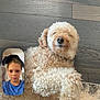 Pookie is registered to the contest to win money with this photo: child, closeup, cozy, curly_fur, dog, face, hardwood_floor, home, indoor, lying_down, mobile_screenshot, nose, person, pet, photobomb, poodle, portrait, relaxed, rug, video_call_overlay