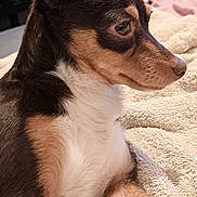 Coco is registered to the contest to win money with this photo: dog, puppy, side_profile, brown_fur, white_fur, indoor, towel, resting, close_up, pet, cute, ears, snout, fur_texture, animal, companion, cozy, relaxed, small_dog, portrait