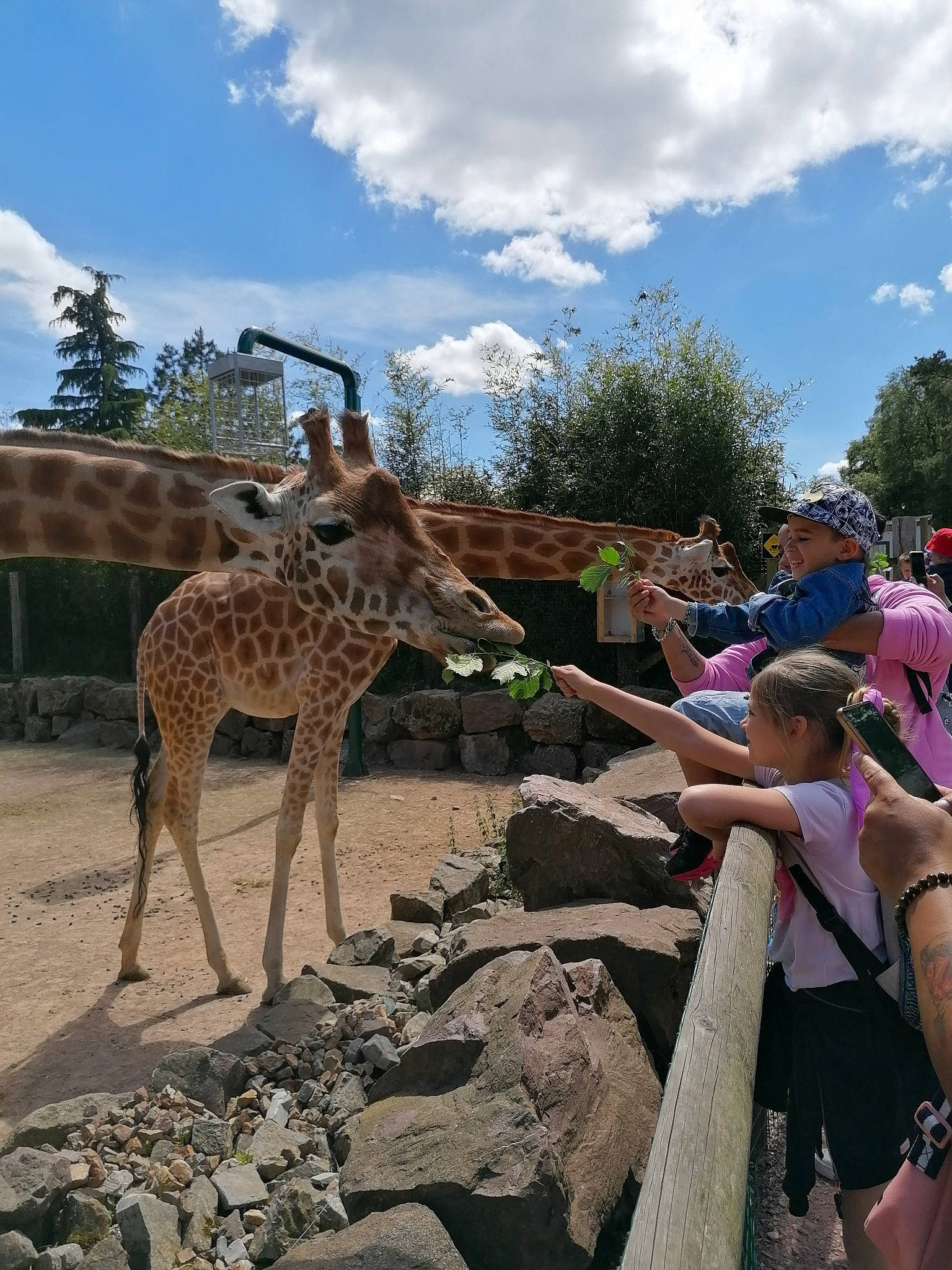 Luna participe au concours pour gagner de l'argent avec cette photo : cloud, event, fawn, fun, giraffe, giraffidae, hat, headwear, landscape, leisure, person, plant, recreation, shorts, sky, snout, soil, terrestrial_animal, travel, tree