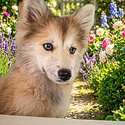 Aria participe au concours pour gagner de l'argent avec cette photo : puppy, dog, blue_eyes, fluffy, garden, flowers, outdoor, nature, greenery, sunlight, summer, curious, pet, cute, animal, young_dog, fence, bokeh, colorful, portrait