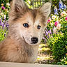 puppy, dog, blue_eyes, fluffy, garden, flowers, outdoor, nature, greenery, sunlight, summer, curious, pet, cute, animal, young_dog, fence, bokeh, colorful, portrait
