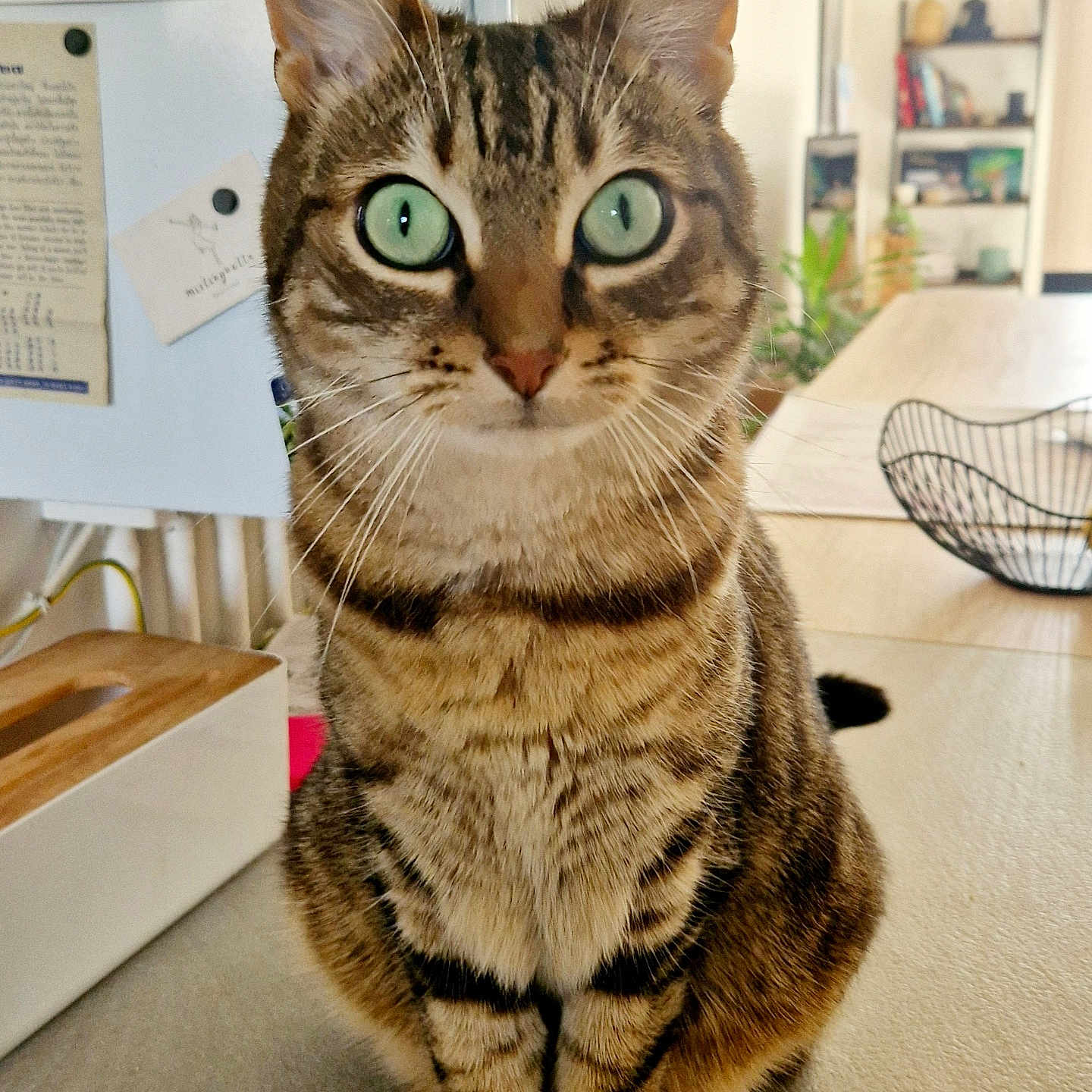 Rocket participe au concours pour gagner de l'argent avec cette photo : abyssinian, animal, architecture, building, cat, clothing, face, formalwear, furniture, hardwood, head, indoors, kitten, livingroom, manx, person, pet, room, suit, wood