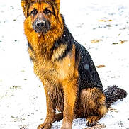 Tucker James is registered to the contest to win money with this photo: animal, black, brown, canine, cold, dog, ears, face, fur, german_shepherd, mammal, nature, outdoor, paw, pet, portrait, sitting, snow, snowflakes, winter