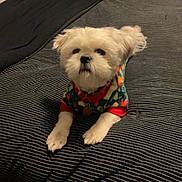 Cash joined the competition — help win amazing prizes! dog, small_dog, pet, bed, blanket, striped, sweater, colorful, cute, fluffy, indoor, animal, fur, collar, paws, resting, looking_up, cozy, domestic_animal, companion