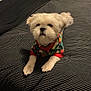 dog, small_dog, pet, bed, blanket, striped, sweater, colorful, cute, fluffy, indoor, animal, fur, collar, paws, resting, looking_up, cozy, domestic_animal, companion