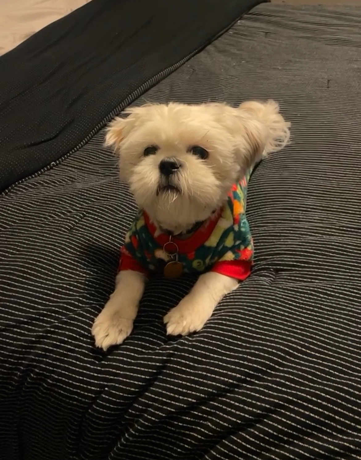 Cash joined the competition — help win amazing prizes! dog, small_dog, pet, bed, blanket, striped, sweater, colorful, cute, fluffy, indoor, animal, fur, collar, paws, resting, looking_up, cozy, domestic_animal, companion