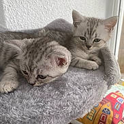 Tilly And Milly is registered to the contest to win money with this photo: kitten, cat, tabby, feline, pet, fluffy, gray, indoor, animal, cute, young, resting, perch, soft, cozy, domestic, fur, whiskers, ears, window