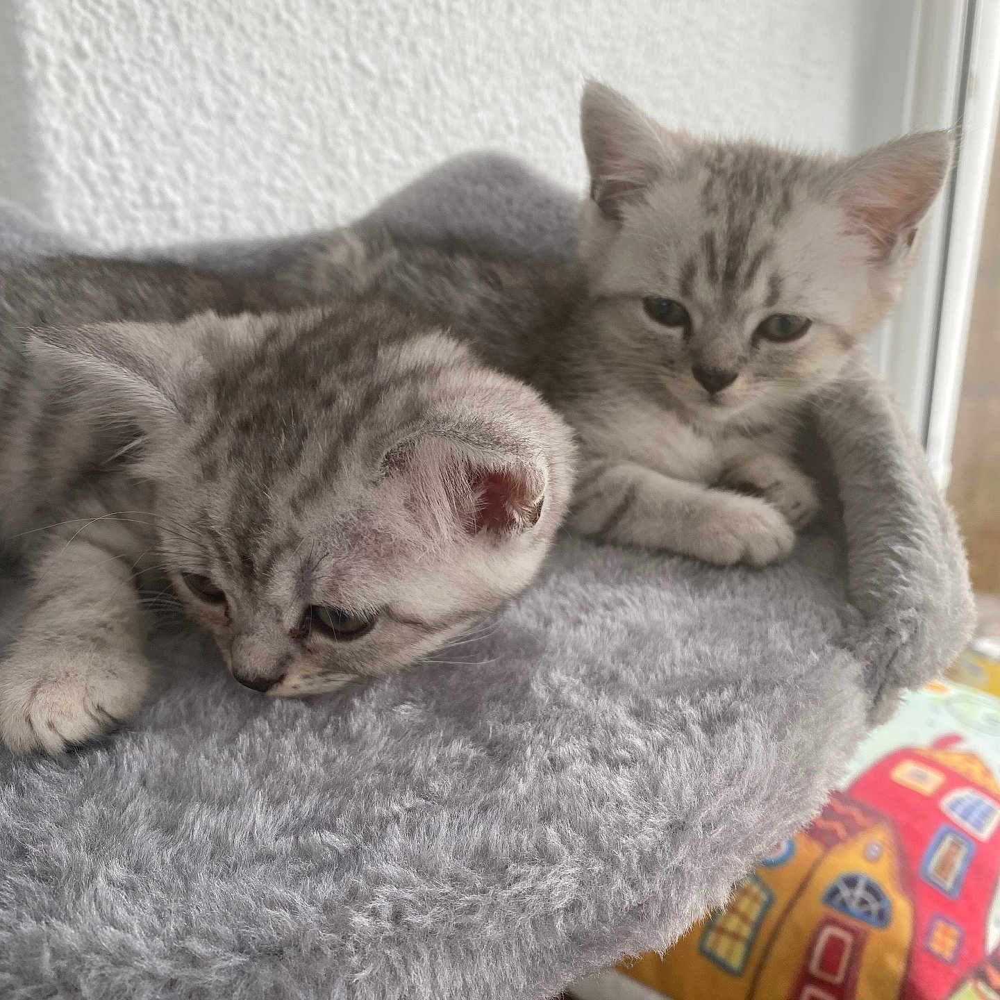 Tilly And Milly is registered to the contest to win money with this photo: animal, cat, cozy, cute, domestic, ears, feline, fluffy, fur, gray, indoor, kitten, perch, pet, resting, soft, tabby, whiskers, window, young