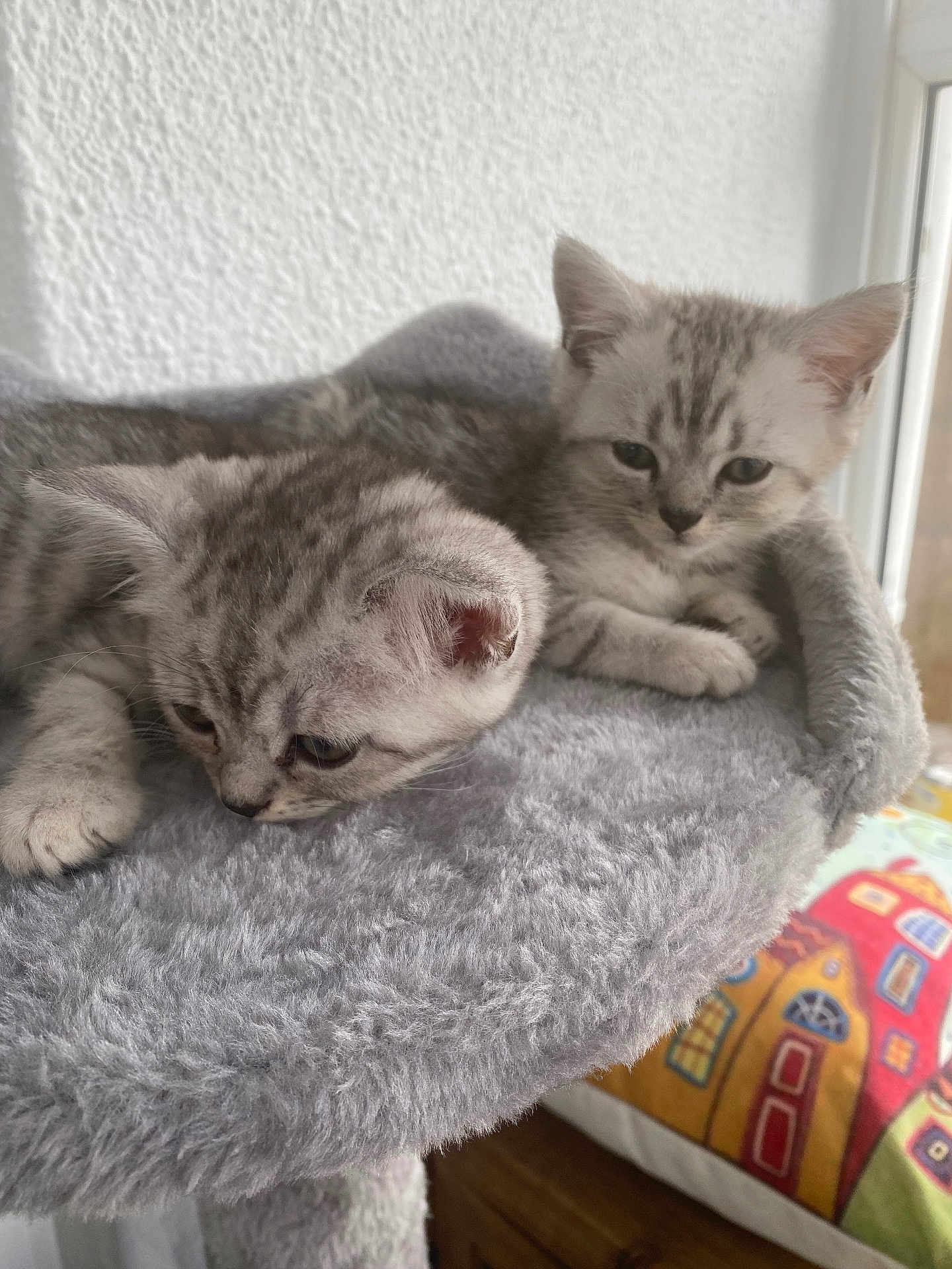 Tilly And Milly is registered to the contest to win money with this photo: kitten, cat, tabby, feline, pet, fluffy, gray, indoor, animal, cute, young, resting, perch, soft, cozy, domestic, fur, whiskers, ears, window