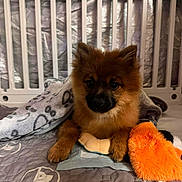 Hachi is registered to the contest to win money with this photo: puppy, dog, brown_fur, fluffy, toy, blanket, playpen, quilted_mat, indoor, pet, cute, young_dog, resting, soft_toy, cozy, small_animal, domestic_animal, fur, paw, animal