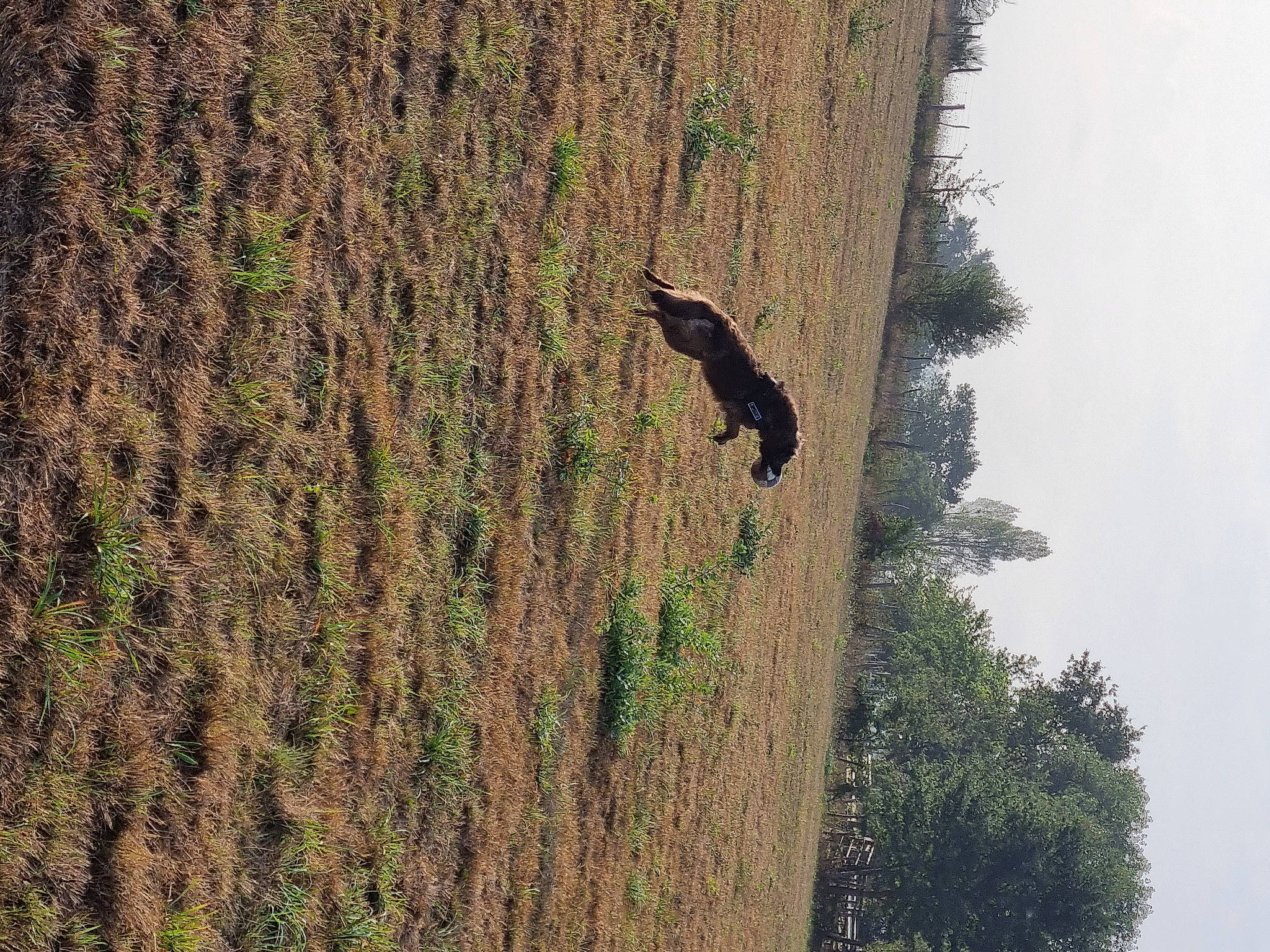 Jazzy participe au concours pour gagner de l'argent avec cette photo : beak, bedrock, forest, formation, grass, grass_family, landscape, outcrop, plant, rock, shadow, sky, slope, soil, tints_and_shades, tree, trunk, twig, wildlife, wood