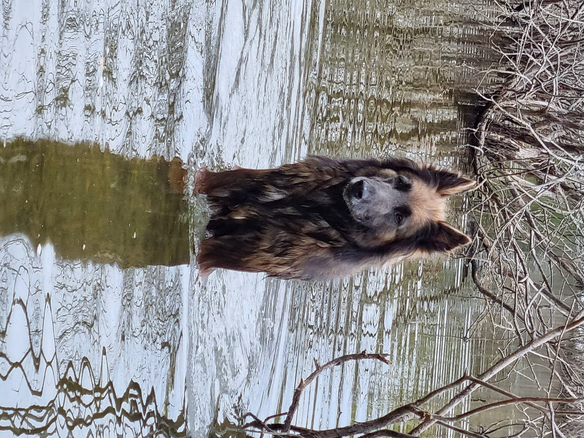 Jazzy participe au concours pour gagner de l'argent avec cette photo : canidae, carnivore, dog, dog_breed, floodplain, fur, lake, reflection, snout, sporting_group, terrestrial_animal, tree, trunk, twig, water, wetland, wildlife, winter, wood, working_animal