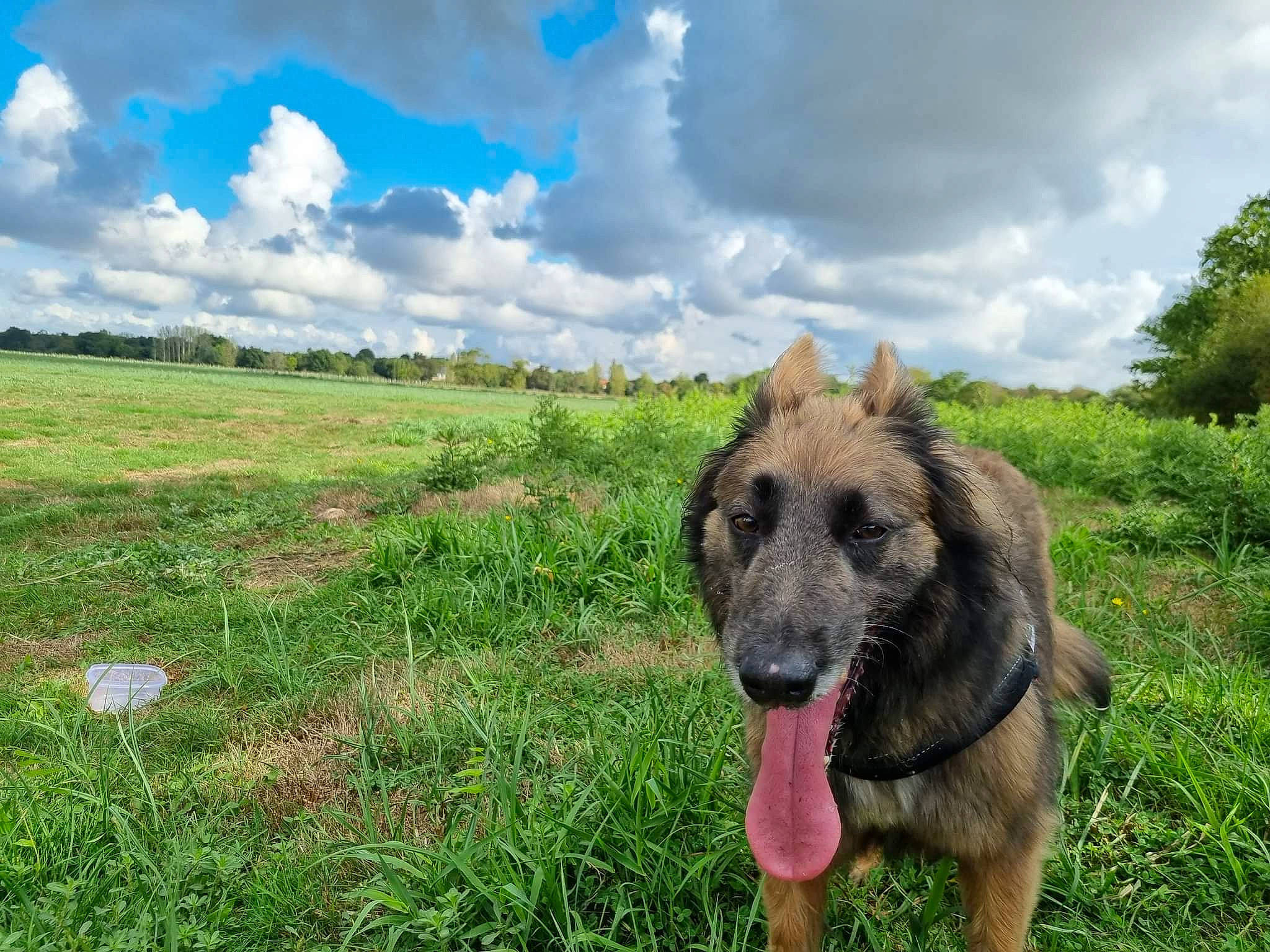 Jazzy a rejoint le concours — aidez-le/la à gagner de superbes lots ! carnivore, cloud, companion_dog, cumulus, dog, dog_breed, fawn, german_shepherd_dog, grass, grassland, herding_dog, landscape, natural_landscape, pasture, plant, sky, snout, sporting_group, tree, working_animal