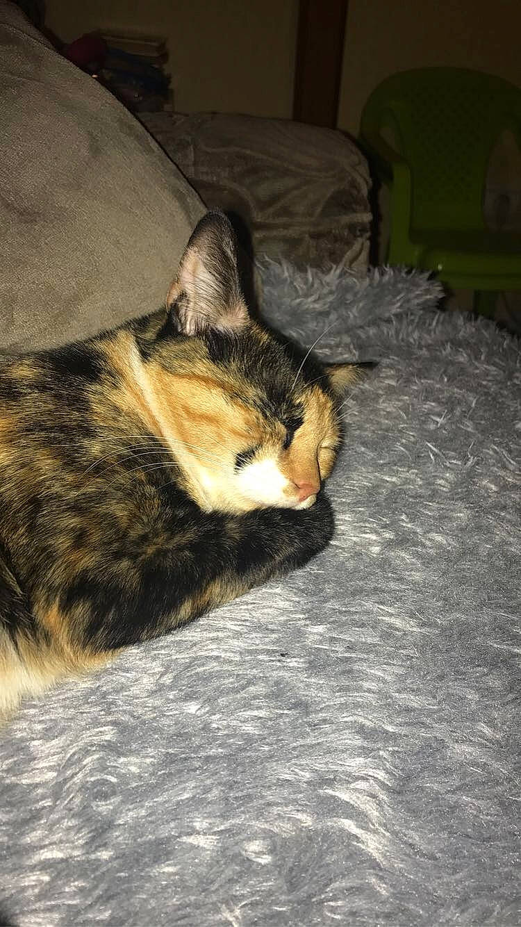 Layka a rejoint le concours — aidez-le/la à gagner de superbes lots ! brown, carnivore, cat, comfort, domestic_short_haired_cat, felidae, fur, nap, paw, sleep, small_to_medium_sized_cats, tail, terrestrial_animal, whiskers