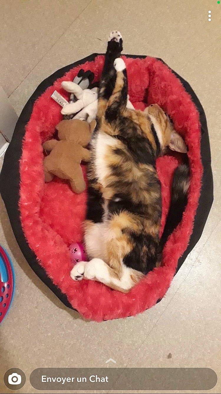 Layka a rejoint le concours — aidez-le/la à gagner de superbes lots ! canidae, carnivore, cat, cat_bed, cat_supply, comfort, companion_dog, dog_bed, dog_breed, dog_supply, fawn, felidae, fur, mammal, paw, pet_supply, small_to_medium_sized_cats, sporting_group, tail, whiskers