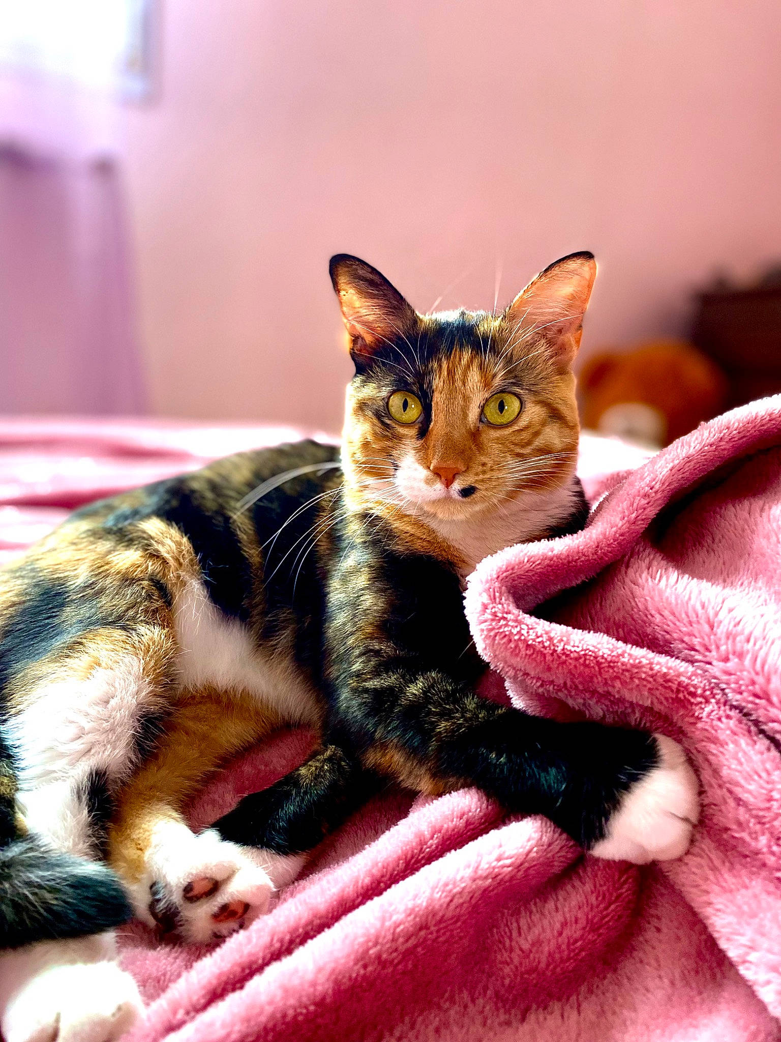 Layka a rejoint le concours — aidez-le/la à gagner de superbes lots ! carnivore, cat, cat_supply, claw, close_up, comfort, domestic_short_haired_cat, fawn, felidae, fur, linens, nap, pattern, paw, small_to_medium_sized_cats, snout, tail, terrestrial_animal, whiskers, wildlife