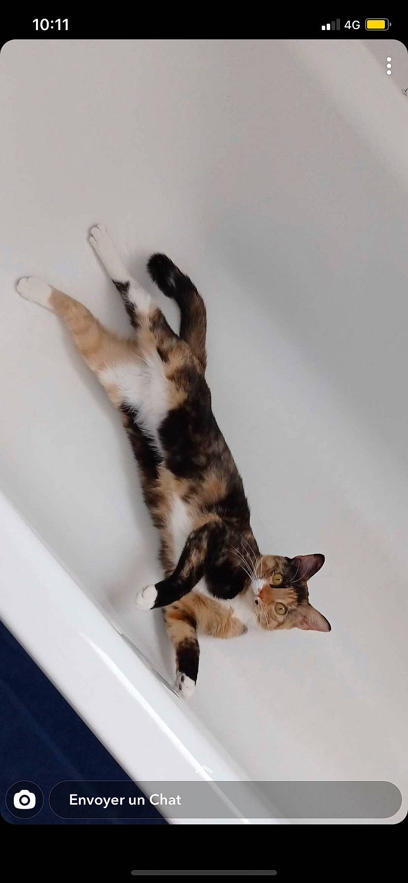 Layka a rejoint le concours — aidez-le/la à gagner de superbes lots ! canidae, carnivore, cat, claw, comfort, dog_breed, domestic_short_haired_cat, fawn, felidae, fur, hardwood, mammal, paw, small_to_medium_sized_cats, snout, sporting_group, tail, whiskers, wood