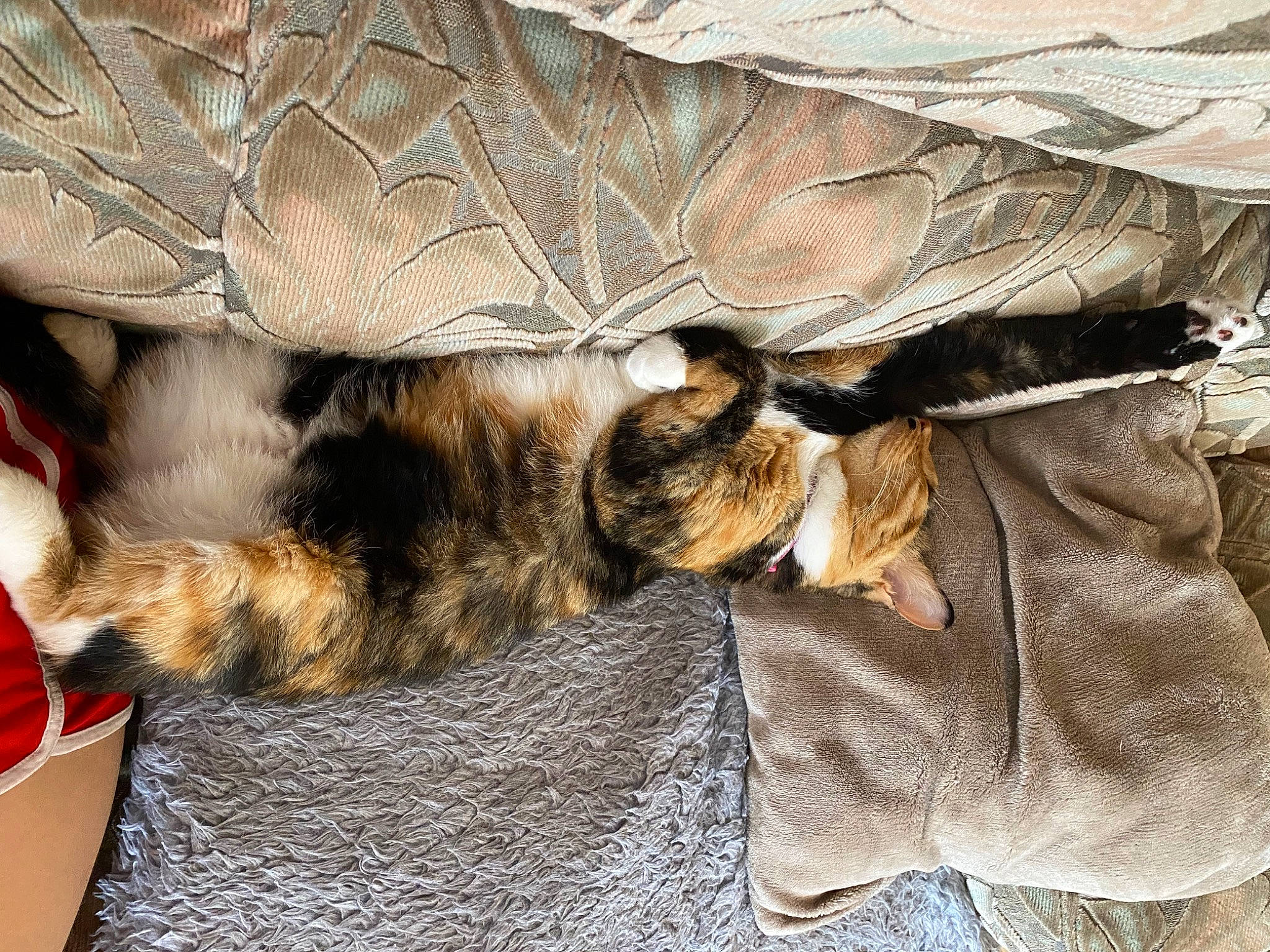 Layka participe au concours pour gagner de l'argent avec cette photo : brown, carnivore, cat, claw, comfort, domestic_short_haired_cat, fawn, felidae, fur, linens, nap, paw, sleep, small_to_medium_sized_cats, tail, whiskers