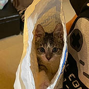 Donut Again is registered to the contest to win money with this photo: animal, background, black_shirt, cat, closeup, cozy, curious, cute, ears, envelope, face, graphic_tshirt, indoor, kitten, looking, padded_envelope, person, pet, small_paws, snug