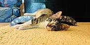 Donut Again is registered to the contest to win money with this photo: animal, carpet, cat, closeup, couch, curved, domestic, ears, floor, furniture, home, indoor, kitten, laying, pet, relaxed, scratchers, tabby, toy, whiskers