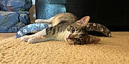 Donut joined the competition — help win amazing prizes! animal, black_furniture, carpet, cat, close_up, curious, cute, domestic_cat, ears, floor, furniture, indoor, laying_down, mammal, pet, relaxed, rock_formation, scratching_pad, tabby_cat, whiskers