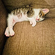 Donut joined the competition — help win amazing prizes! animal, cat, couch, cozy, cute, domestic_cat, fur, furniture, indoor, kitten, nap, paw, pet, relaxation, resting, sleeping, striped, tabby, whiskers, young
