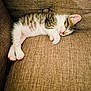 animal, cat, couch, cozy, cute, domestic_cat, fur, furniture, indoor, kitten, nap, paw, pet, relaxation, resting, sleeping, striped, tabby, whiskers, young