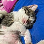 Donut is registered to the contest to win money with this photo: animal, blue_cloth, cat, closeup, cozy, cute, domestic_cat, feline, fur, indoor, kitten, paw, pet, pink_paw_pads, relaxing, resting, sleeping, soft, whiskers, young