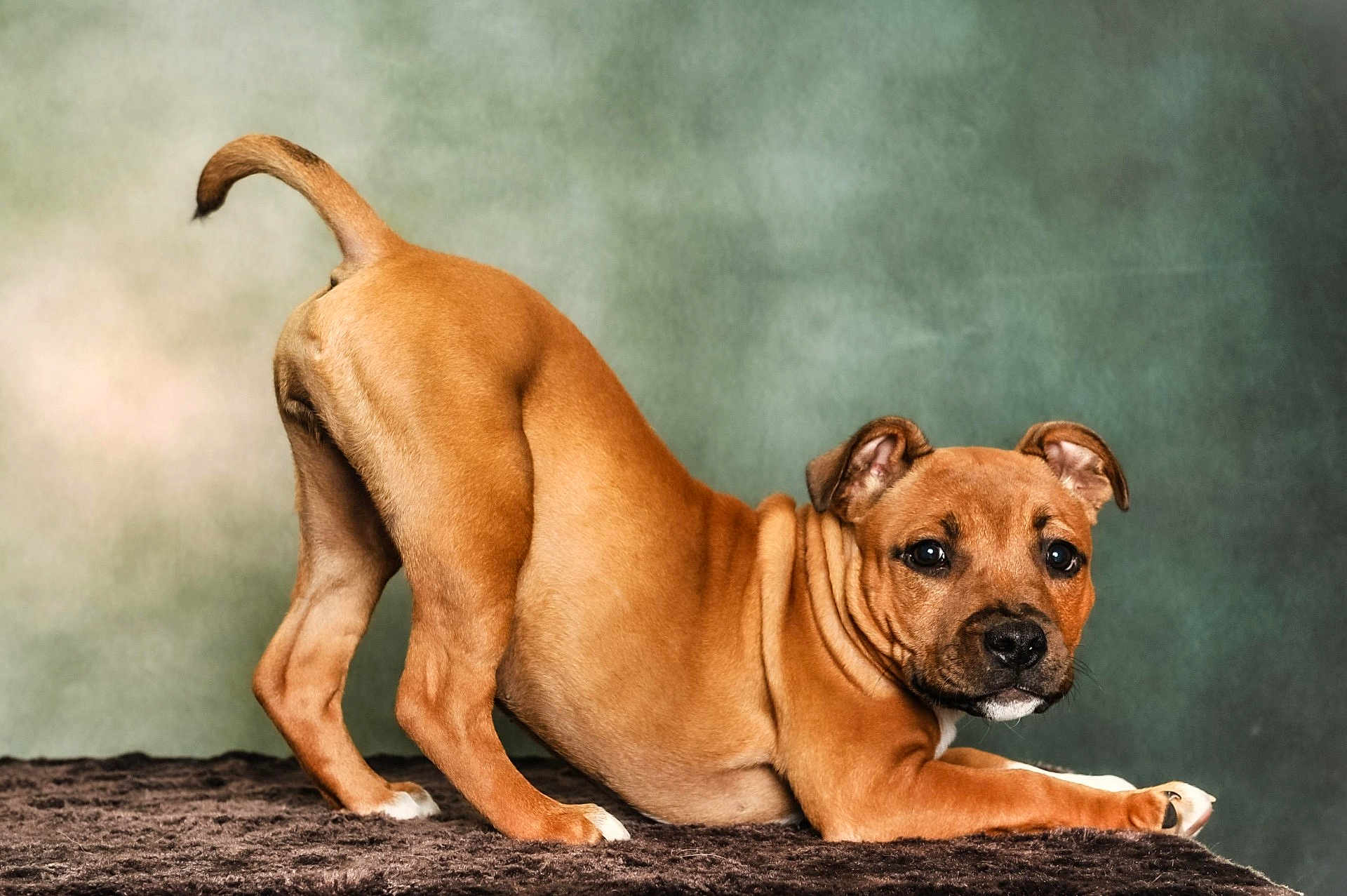 Aylie participe au concours pour gagner de l'argent avec cette photo : puppy, dog, brown, pet, cute, stretching, fur, animal, playful, ears, nose, paws, indoor, portrait, young_dog, canine, looking_at_camera, whiskers, soft_texture, background