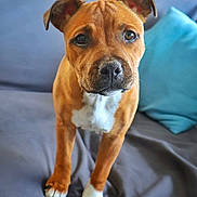 Aylie participe au concours pour gagner de l'argent avec cette photo : puppy, dog, brown_dog, white_paws, white_chest, couch, sofa, blue_pillow, indoor, pet, animal, canine, looking_up, curious, young_dog, furniture, home, domestic, cute, companion