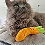 Floki participe au concours pour gagner de l'argent avec cette photo : cat, gray_cat, fluffy, plush_toy, carrot_toy, pet, animal, indoor, blanket, soft_texture, closeup, green_eyes, whiskers, paw, relaxed, feline, cute, cozy, domestic_cat, fur