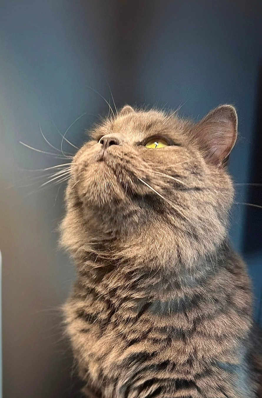 Floki a rejoint le concours — aidez-le/la à gagner de superbes lots ! cat, tabby, fluffy, whiskers, close_up, portrait, feline, animal, pet, fur, yellow_eyes, indoor, looking_up, soft_light, cute, mammal, domestic_animal, whiskers_visible, head, face