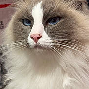 Sia participe au concours pour gagner de l'argent avec cette photo : alert, animal, beautiful, blue_eyes, cat, close_up, cute, domestic_cat, face, feline, fluffy, fur, indoor, mammal, pet, pink_nose, portrait, soft, whiskers