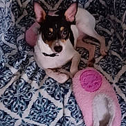 Ruger is registered to the contest to win money with this photo: dog, small_dog, pet, indoor, blanket, patterned_blanket, pink_slipper, resting, lying_down, alert, fur, ears, collar, domestic_animal, cute, animal, companion, cozy, home, comfort