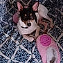 dog, small_dog, pet, indoor, blanket, patterned_blanket, pink_slipper, resting, lying_down, alert, fur, ears, collar, domestic_animal, cute, animal, companion, cozy, home, comfort