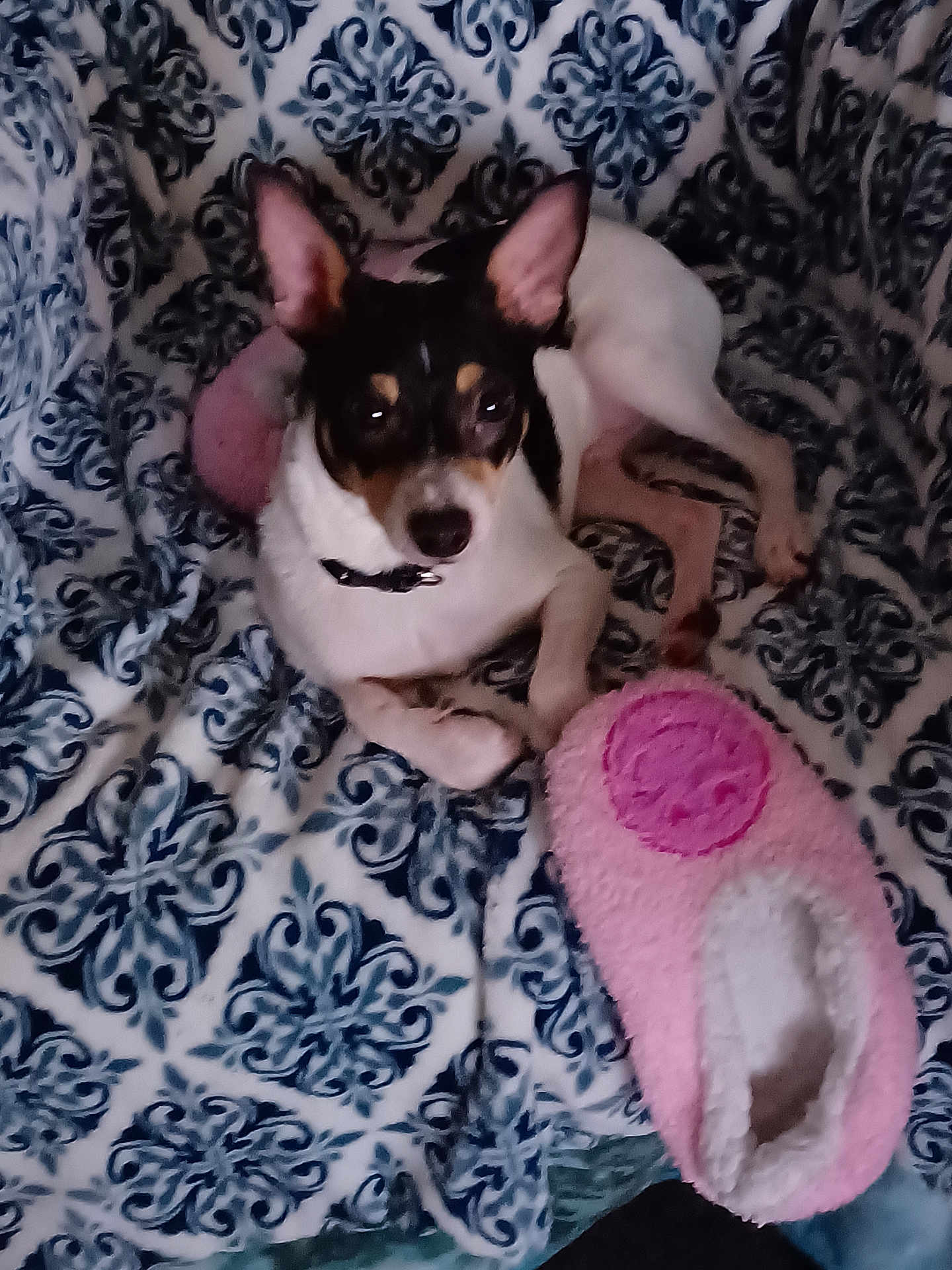 Ruger