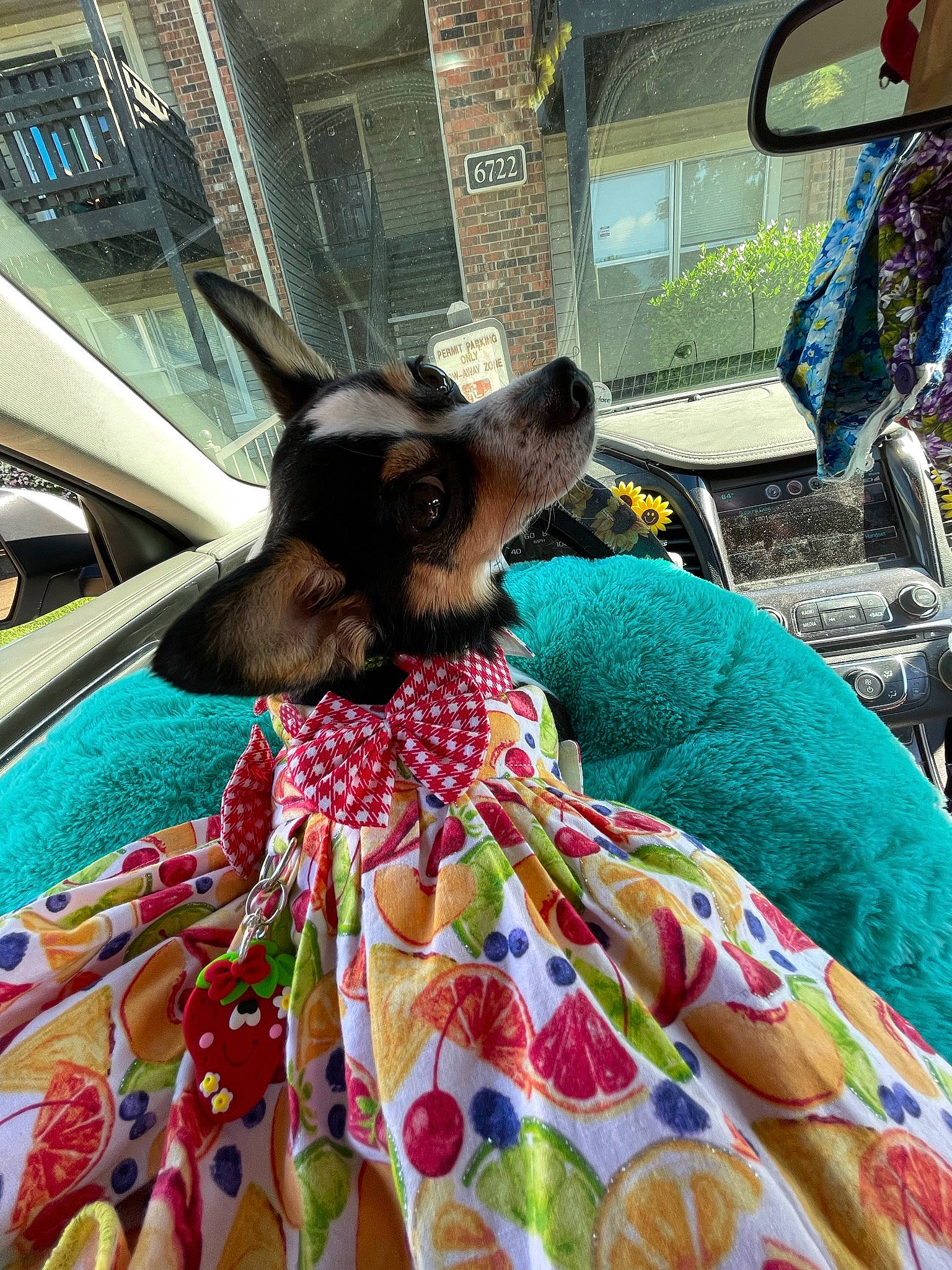 Roxy joined the competition — help win amazing prizes! chair, companion_dog, day_dress, dog_breed, dress, event, fashion_design, fawn, fur, leisure, linens, livestock, magenta, motor_vehicle, pattern, public_space, terrestrial_animal, toy, whiskers, working_animal