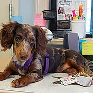 Scarlet June joined the competition — help win amazing prizes! canidae, carnivore, companion_dog, dachshund, dog, dog_breed, ear, liver, long_hair, mammal, puppy, spaniel, sporting_group, sussex_spaniel