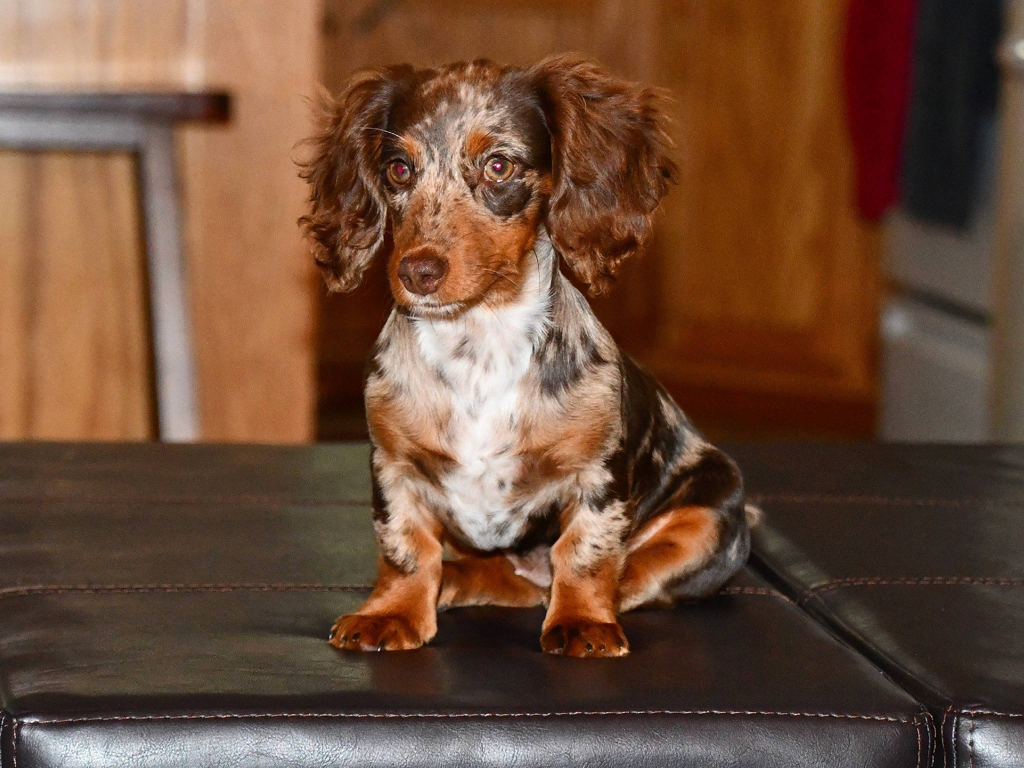 Scarlet June joined the competition — help win amazing prizes! canidae, carnivore, companion_dog, dachshund, dog, dog_breed, english_setter, mammal, puppy, rare_breed_dog, small_munsterlander, spaniel, sporting_group, vertebrate