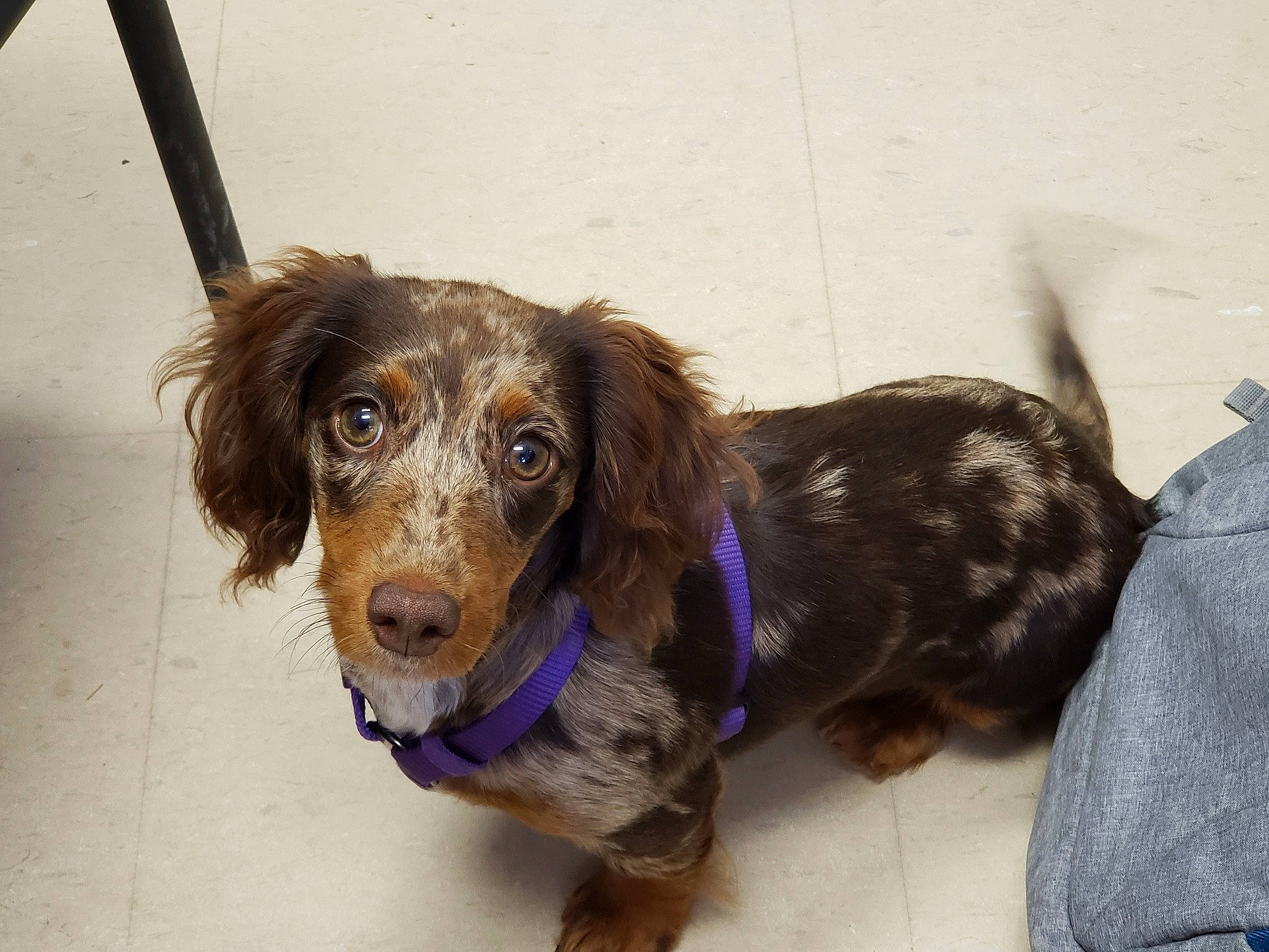 Scarlet June is registered to the contest to win money with this photo: boykin_spaniel, canidae, carnivore, cocker_spaniel, companion_dog, dachshund, dog, dog_breed, ear, german_spaniel, puppy, rare_breed_dog, snout, spaniel, sporting_group